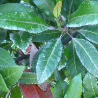 Elaeocarpus reticulatus foliage