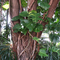 philodendron