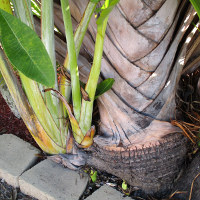 Ravenala madagascariensis Traveller's Palm