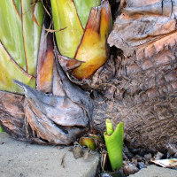 Ravenala madagascariensis Traveller's Palm