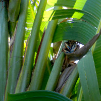 Ravenala madagascariensis Traveller's Palm