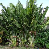 Ravenala madagascariensis Traveller's Palm