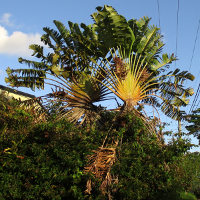 Ravenala madagascariensis Traveller's Palm