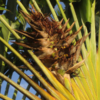 Ravenala madagascariensis Traveller's Palm