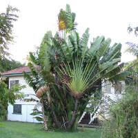 Ravenala madagascariensis Traveller's Palm