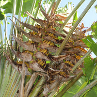 Ravenala madagascariensis Traveller's Palm