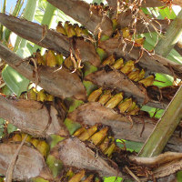 Ravenala madagascariensis Traveller's Palm