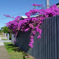 landscaping with bougainvillea