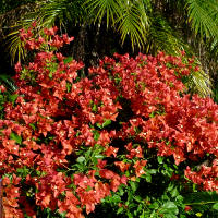 Bougainvillea Pedro