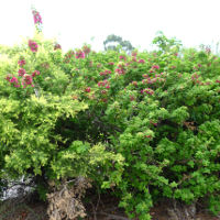 Bougainvillea Smartipants