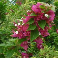 Bougainvillea Smartipants