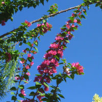 Bougainvillea Smartipant