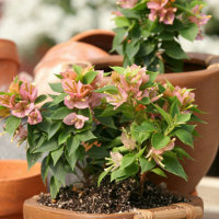 Bougainvillea Sunvillea Pink
