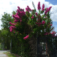 bougainvillea_vera_blakeman