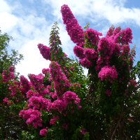 bougainvillea_vera_blakeman