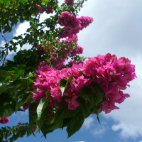 bougainvillea_vera_blakeman