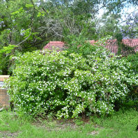 Brunfelsia latifolia