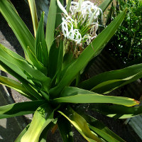 crinum