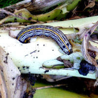 Spodoptera picta