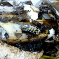 Spodoptera picta