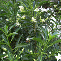 Volkameria heterophylla previously Clerodendrum heterophyllum