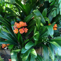 Unknown clivia cultivar