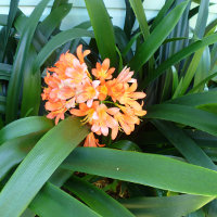 Unknown clivia cultivar