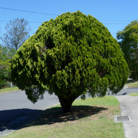 Bookleaf Pine - Platycladus orientalis