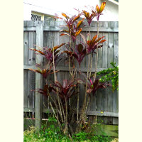 cordyline