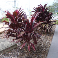 cordyline