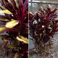 cordyline