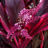 cordyline