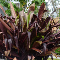 cordyline