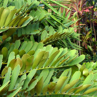 Zamia furfuracea