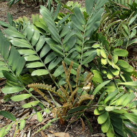 Zamia furfuracea