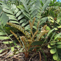 Zamia furfuracea