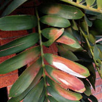 Zamia furfuracea