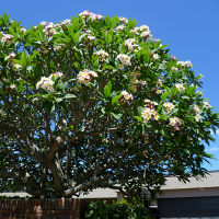 frangipani tree