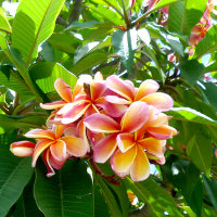 Frangipani unknown cultivar