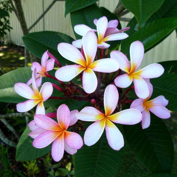 Frangipani (Plumeria) Queensland Gardening Pages Plants, gardens