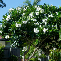 plumeria_obtusa