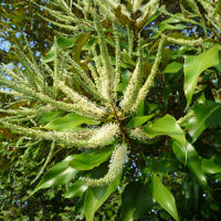 Grevillea baileyana