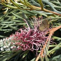 Grevillea Dorothy Gordon