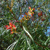 Grevillea cultivar, probably 'Fire Sprite