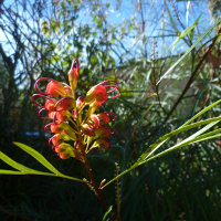 Grevillea Firesprite