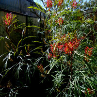 Grevillea Firesprite