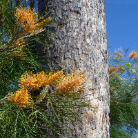 Grevillea cultivar, probably Honey Gem