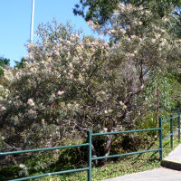 Grevillea cultivar, probably 'Misty Pink