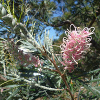 Grevillea cultivar, probably 'Misty Pink