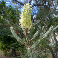 Grevillea cultivar, probably Moonlight